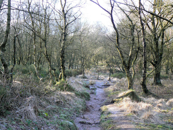 Forest Wood Forest Wood